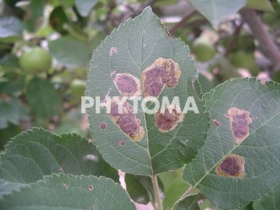 Minador circulas ((Leucopera malifoliella)